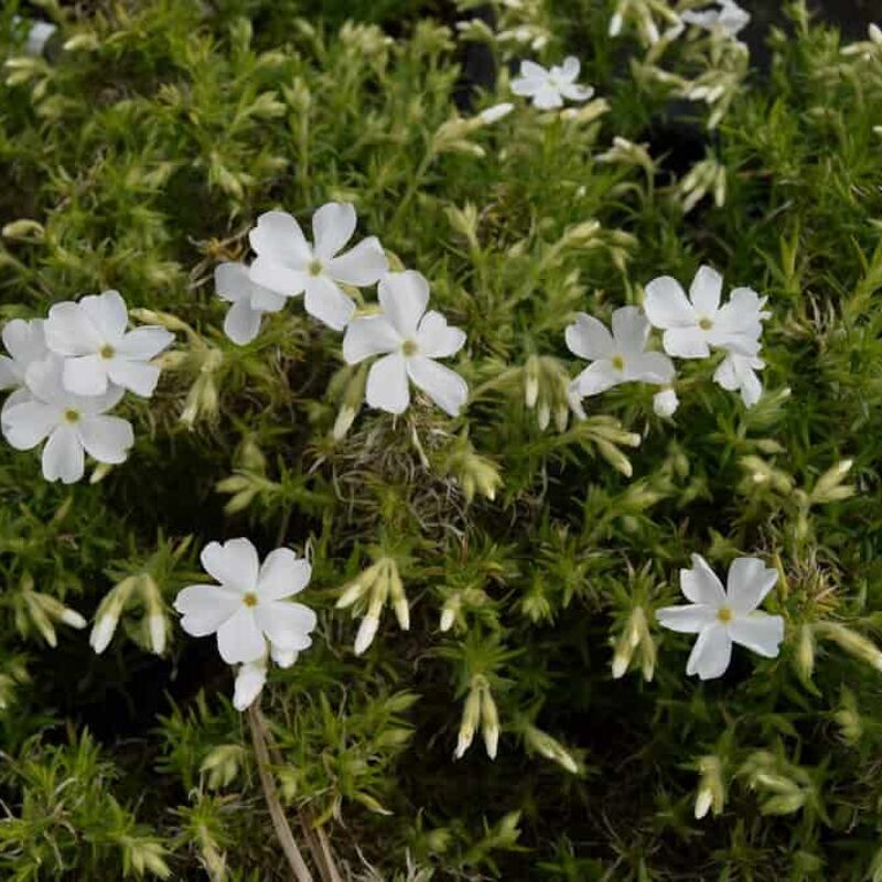 Phlox subulata 'White Delight' ---